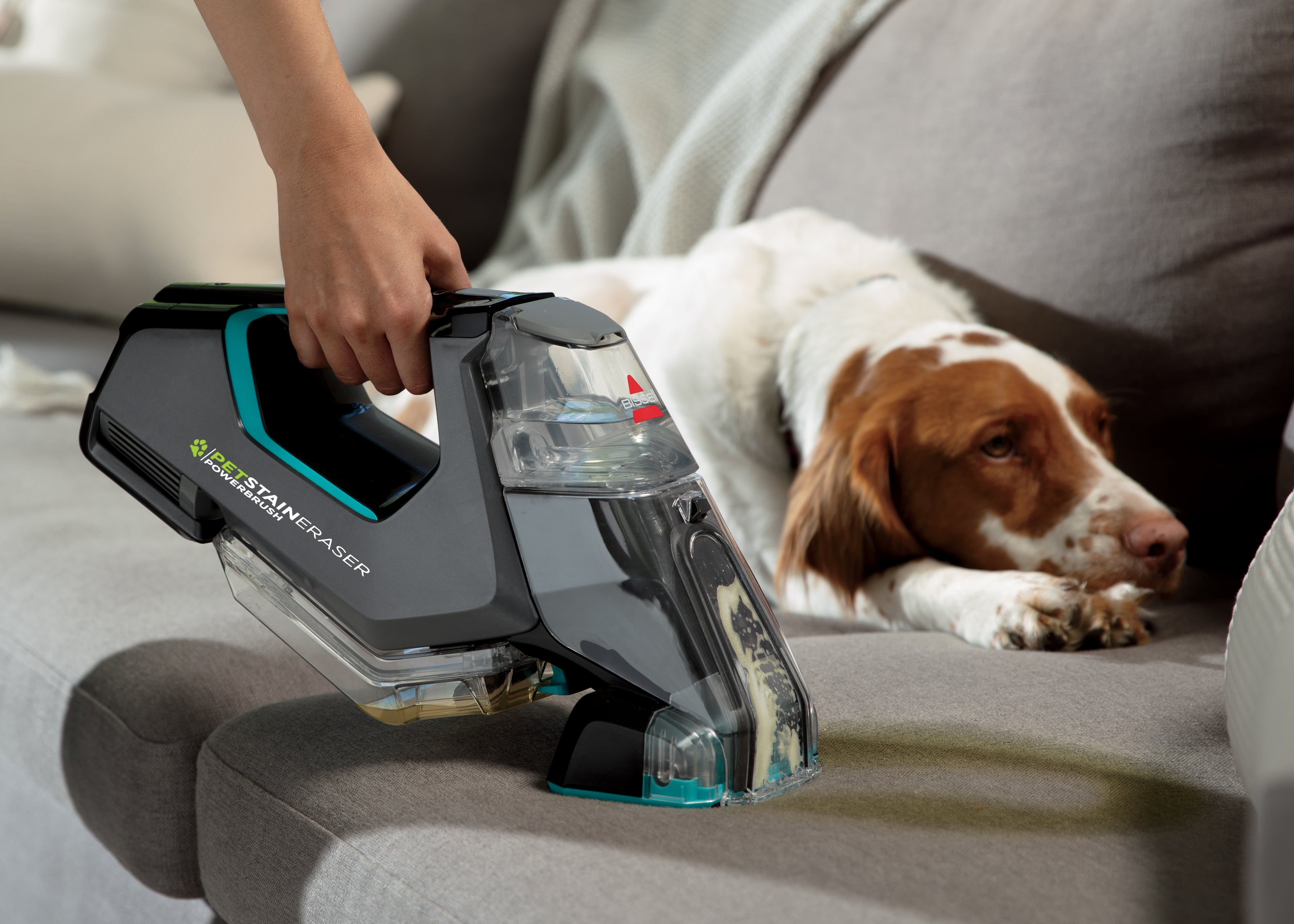 Dog Laying on Couch Person using Pet Stain Eraser To
                        clean upholstery of couch.