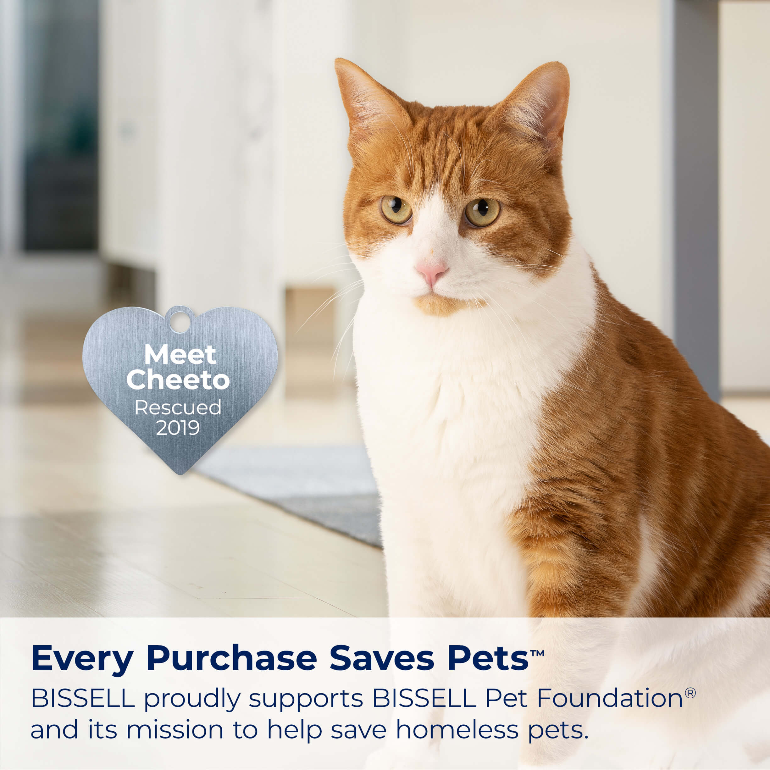 Gold and White Cat with heat badge Meet Cheeto rescued
                        2019. Text: Every Purchase saves pets. BISSELL proudly supports BISSELL Pet
                        Foundation and its mission to help save homeless pets.