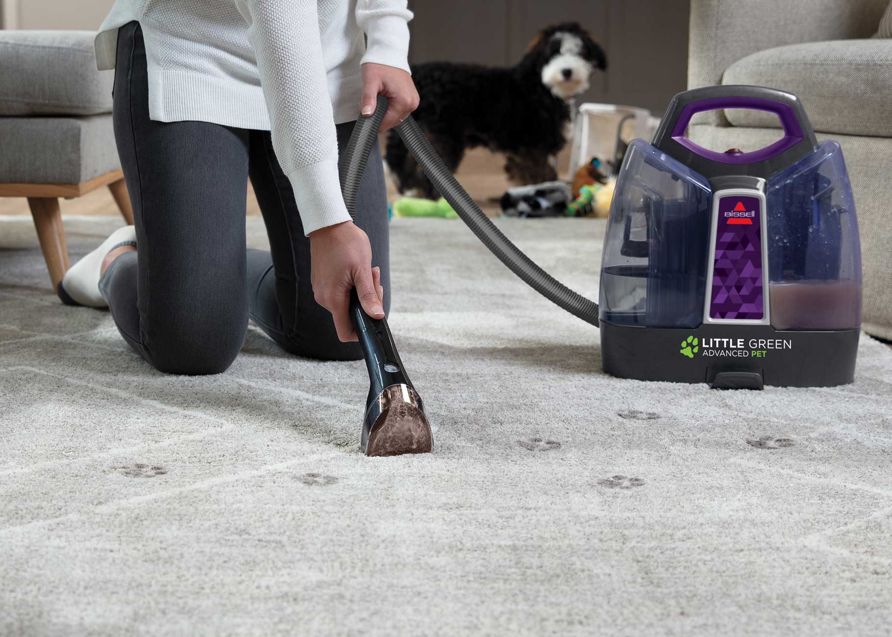 Cleaning paw prints from area rug