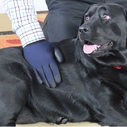 Using grooming gloves on dog.